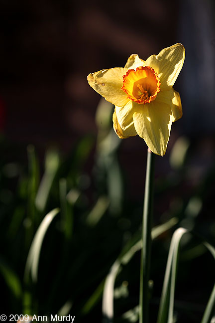 Daffodil