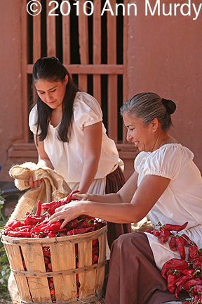 Gathering the chiles