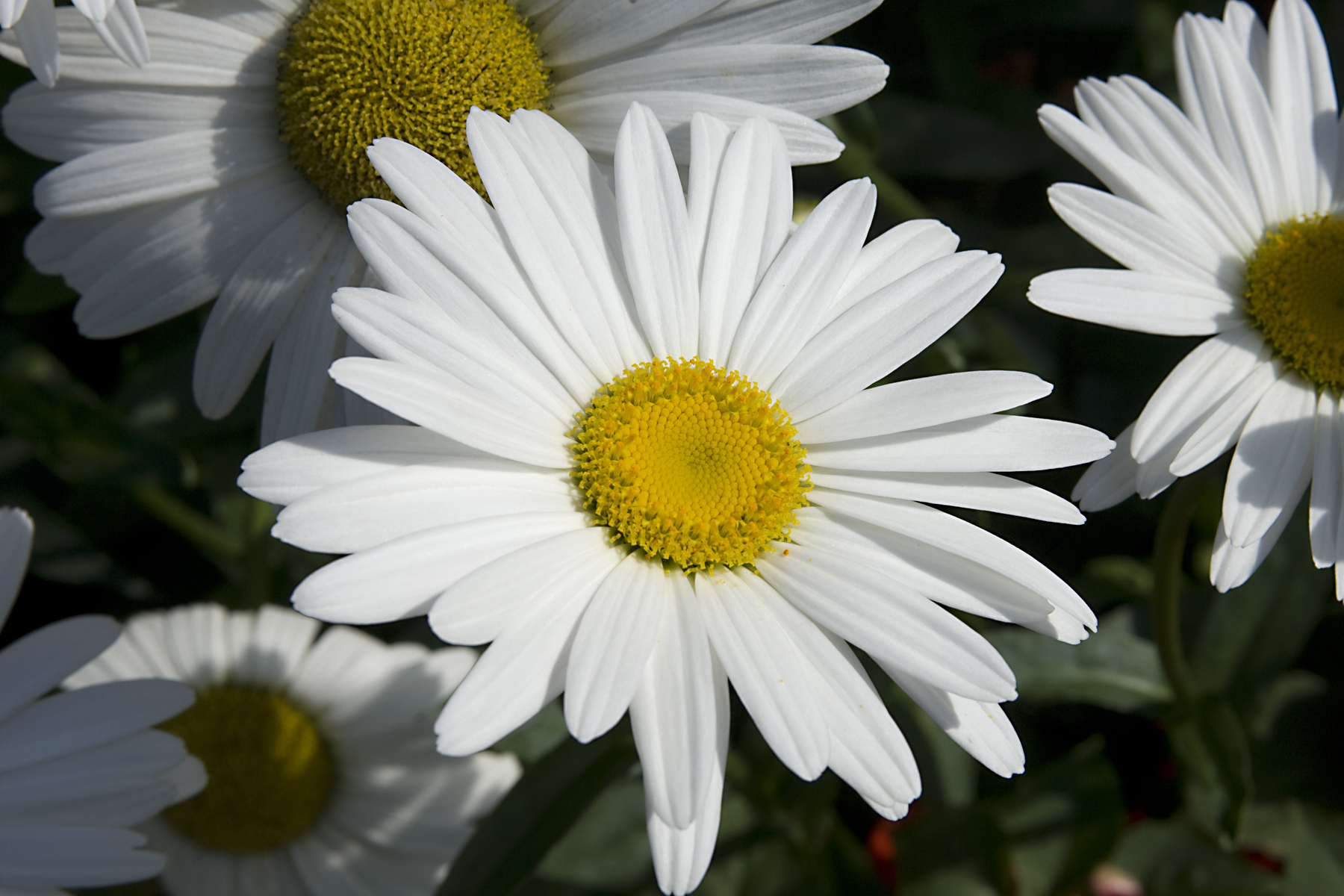 Marguerites