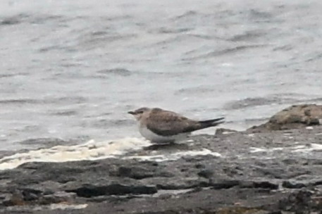 svartvingad vadarsvala (Black-winged pratincole) juv, Ottenby i hrd blst och  mulet