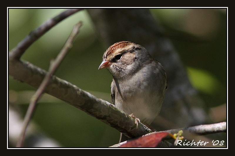 Chipping Sparrow101308.jpg
