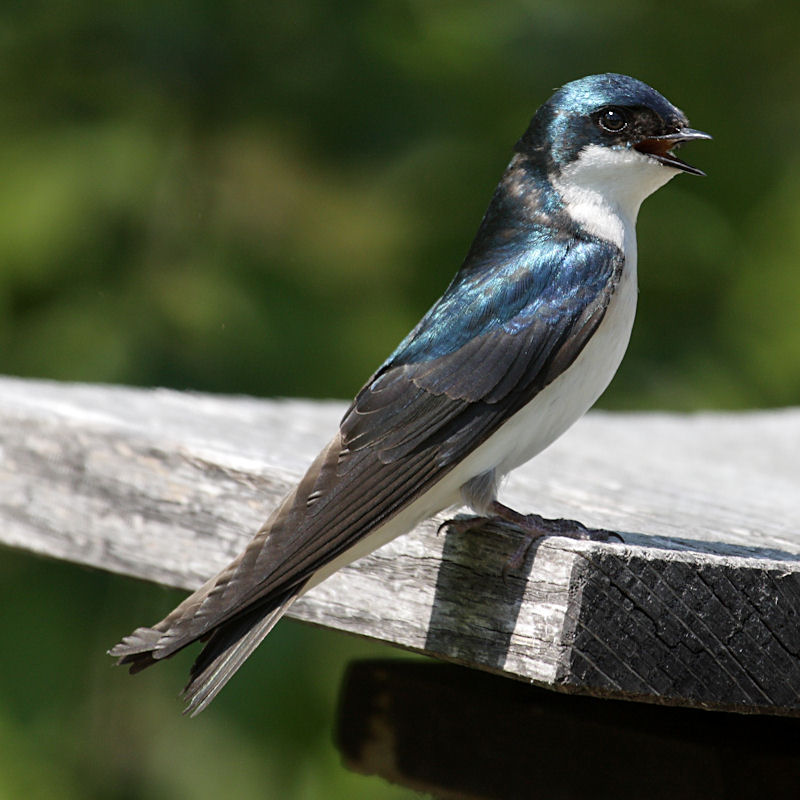 Tree Swallow