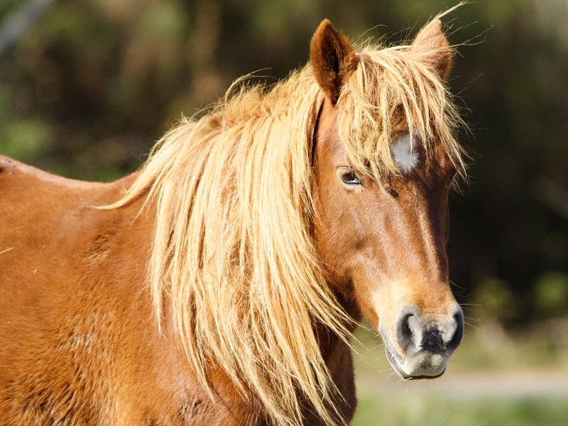 Pony Portrait