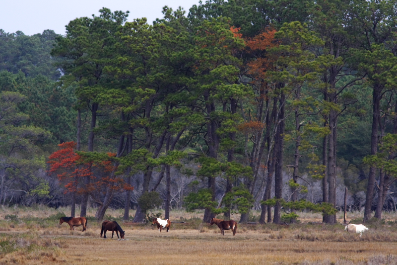 Some of the Ponies