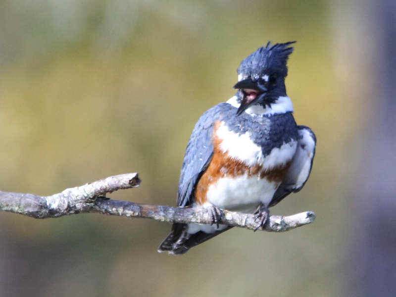 Belted Kingfisher with an Attitude