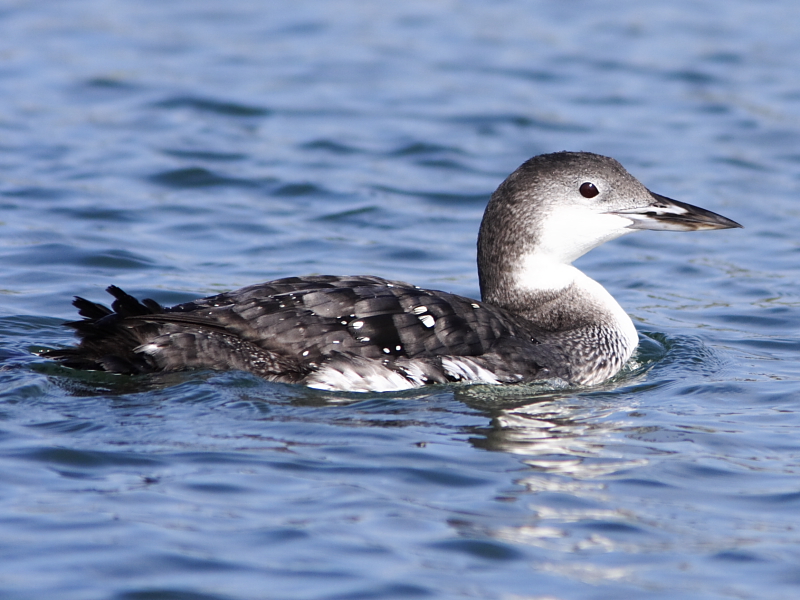 Common Loon