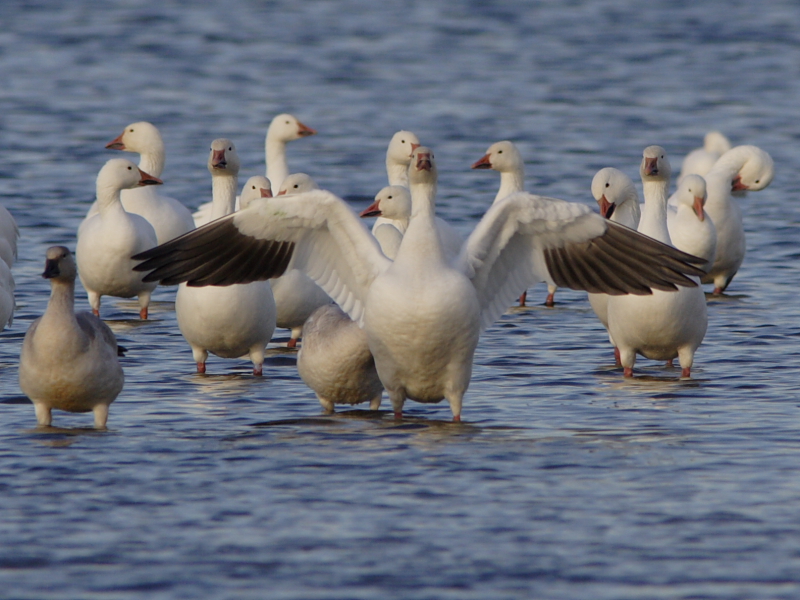 Snow Goose Showing Off