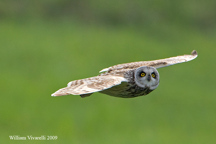 Gufo di palude  (Asio flammeus)