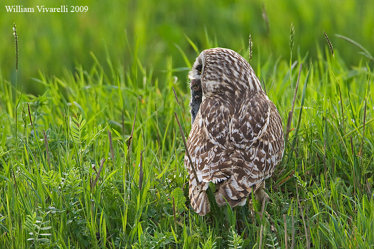 Gufo di palude  (Asio flammeus)