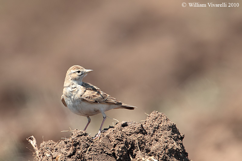 Calandrlla (Calandrella brachydactyla) 