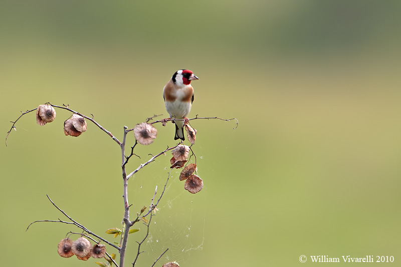 Cardellino  (Carduelis carduelis)