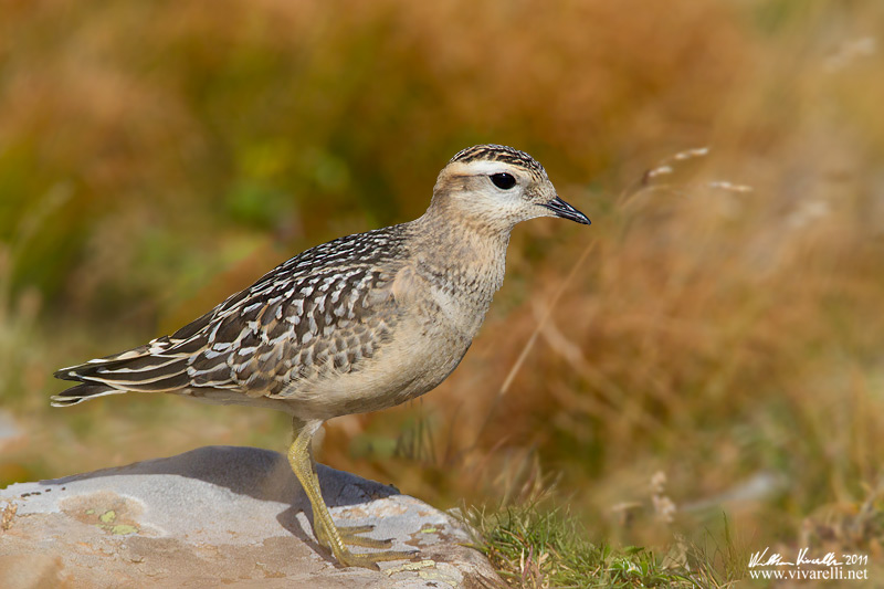 PIviere tortolino (Charadrius morinellus)