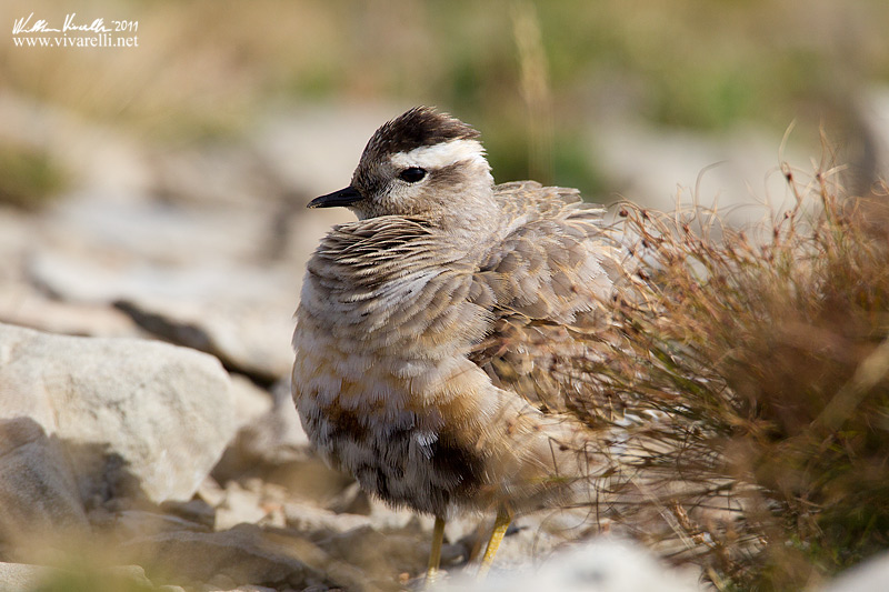 PIviere tortolino (Charadrius morinellus)