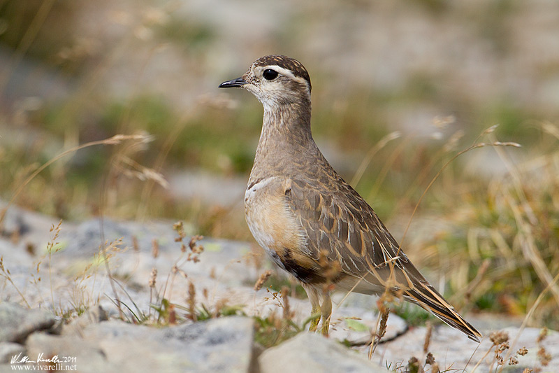 Piviere tortolino (Charadrius morinellus)