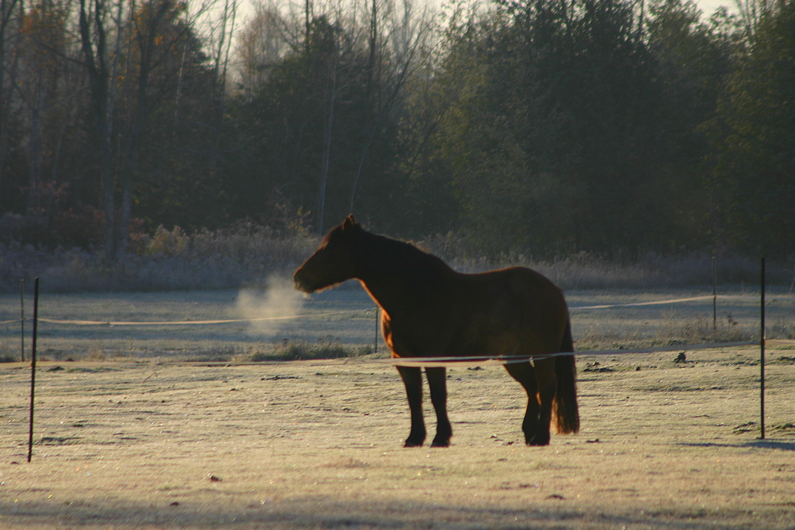 Frosty Snort