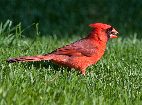 Male Cardinal - 2