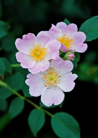 Wild Rose