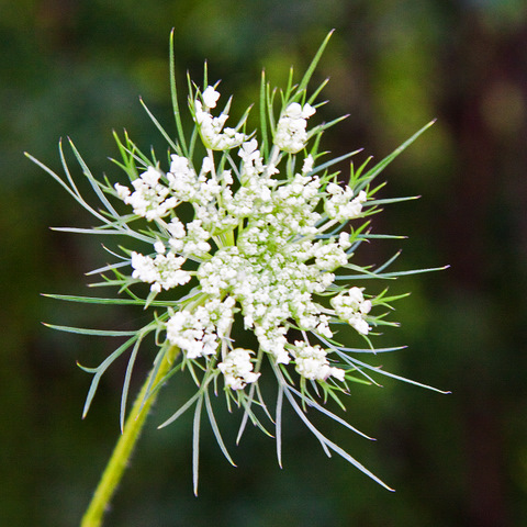 Queen Anns Lace 2