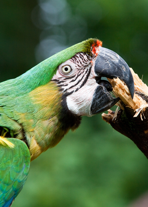 Macaw - 2