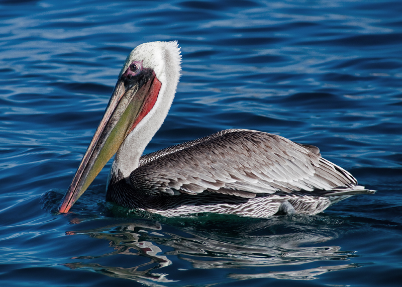 Pelican