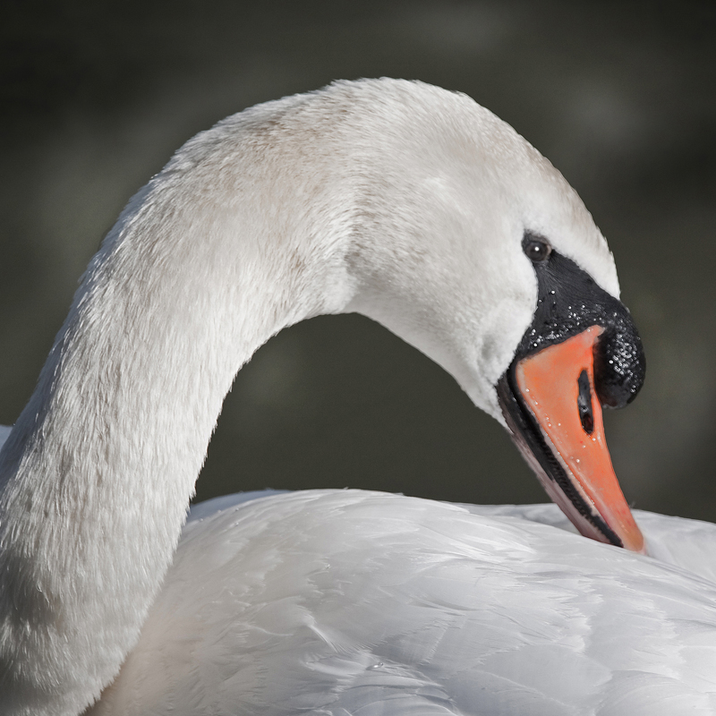Preening