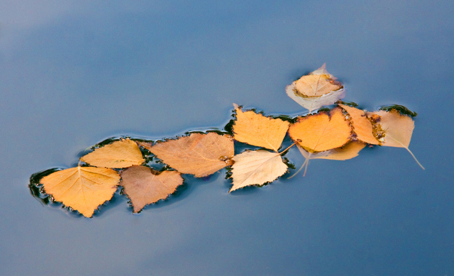 Fallen Leaves