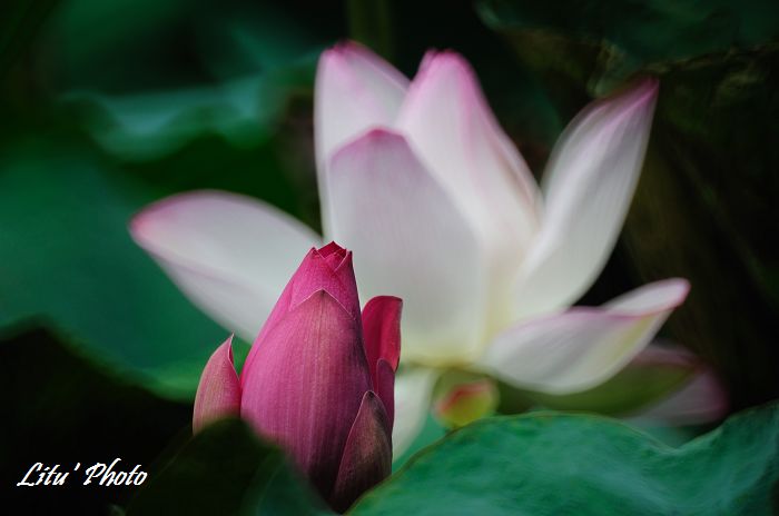 DSC_8524.jpg