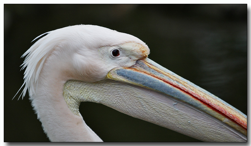 Great White Pelican