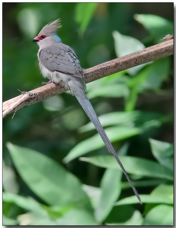 Blue-naped Mousebird