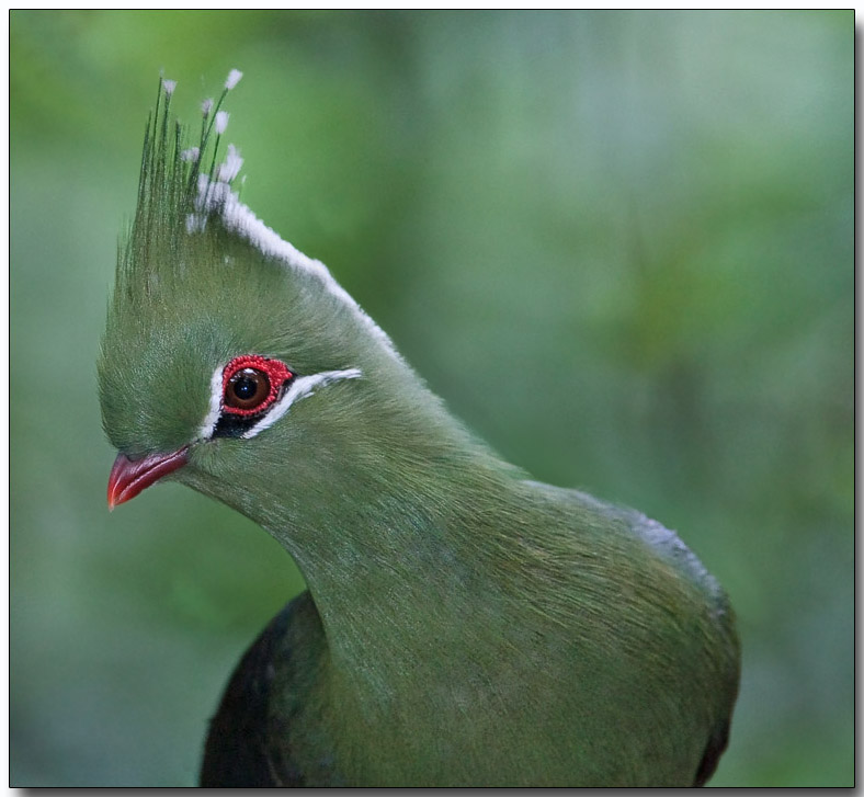 Livingston Turaco