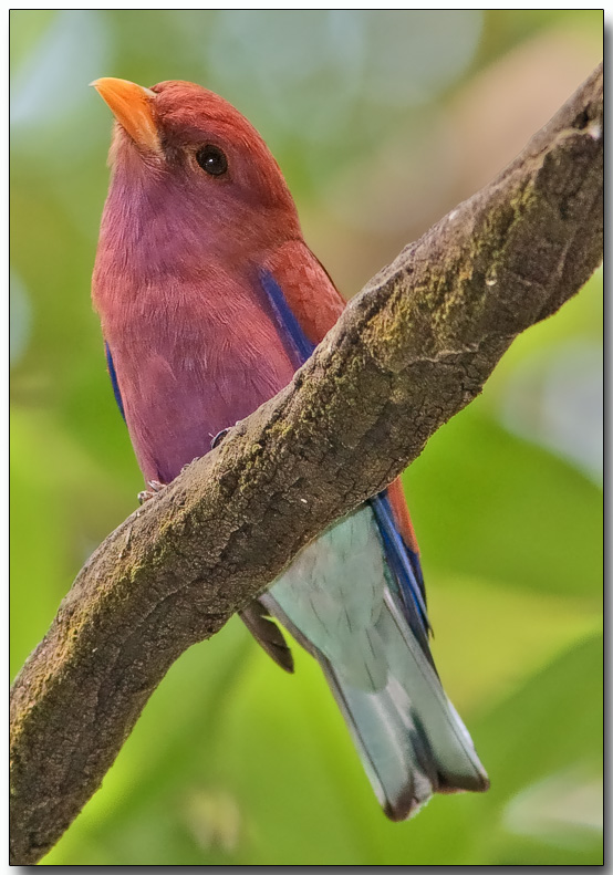 Broad-billed Roller