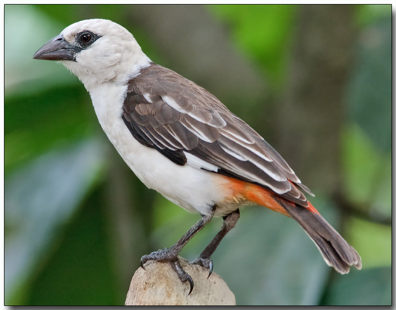 White-Headed Buffalo Weaver