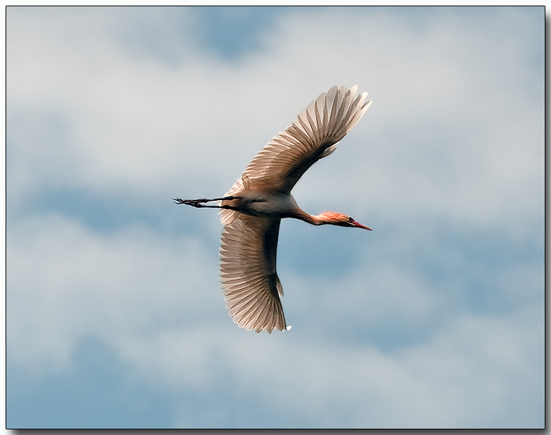 Cattle Egret