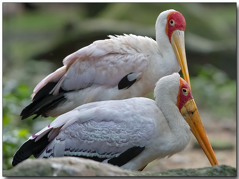 Yellow-billed Storks