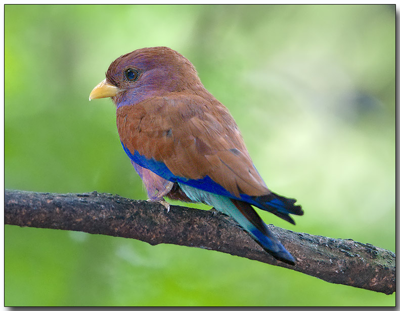 Broad-billed Roller