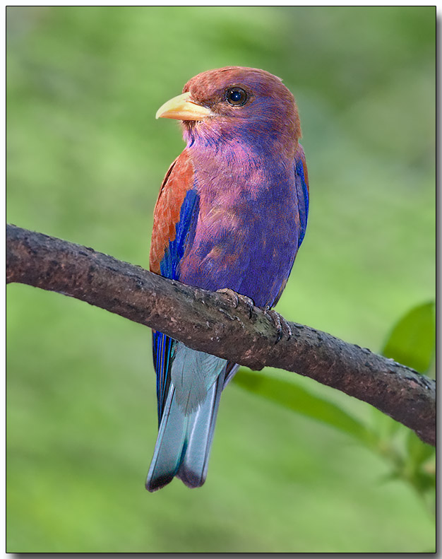 Broad-billed Roller