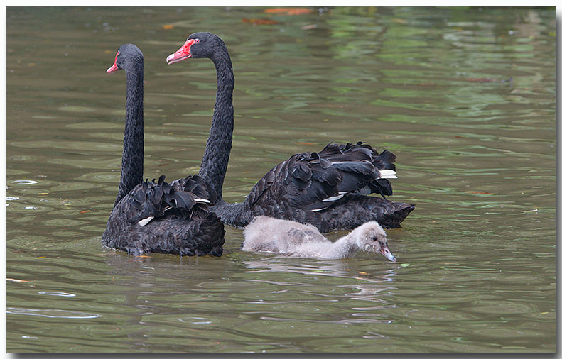 Black Swans