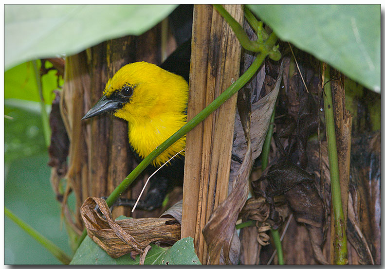 Yellow-hooded Blackbird - male