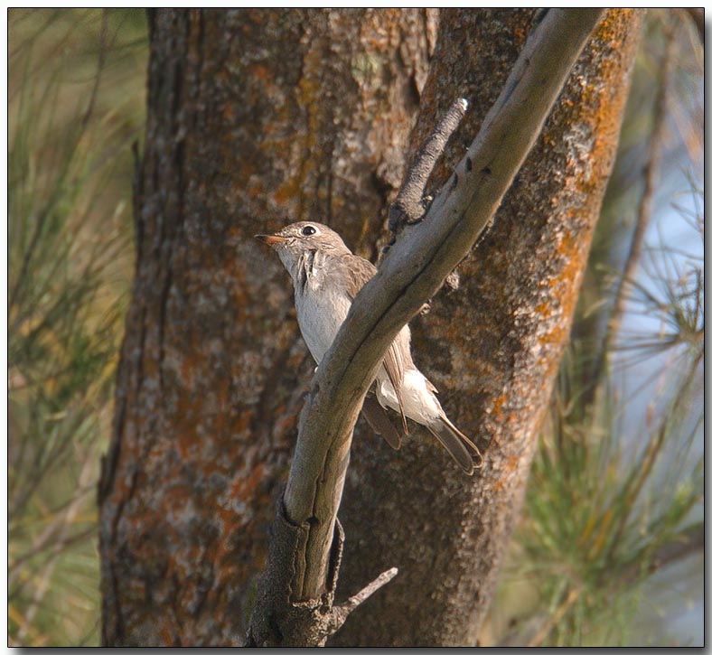 Asian Brown Flycatcher