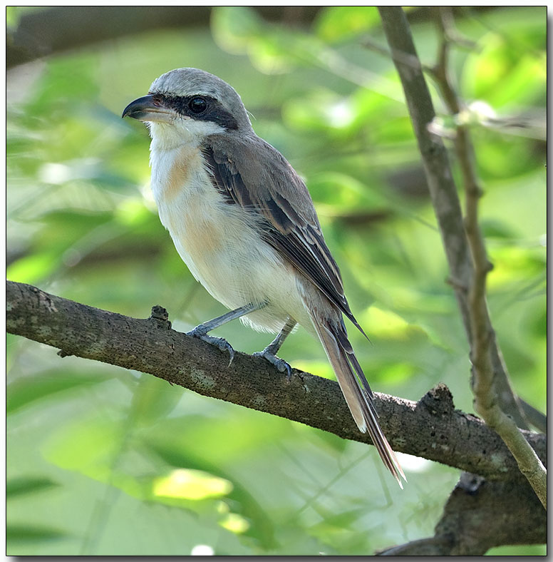 Grey-backed Shrike