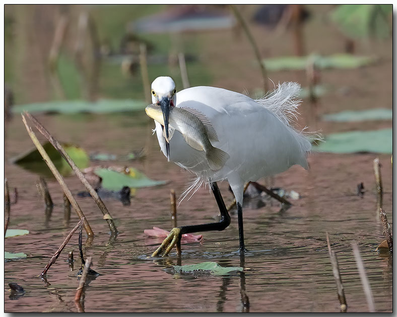 Little Egret - bird v. fish