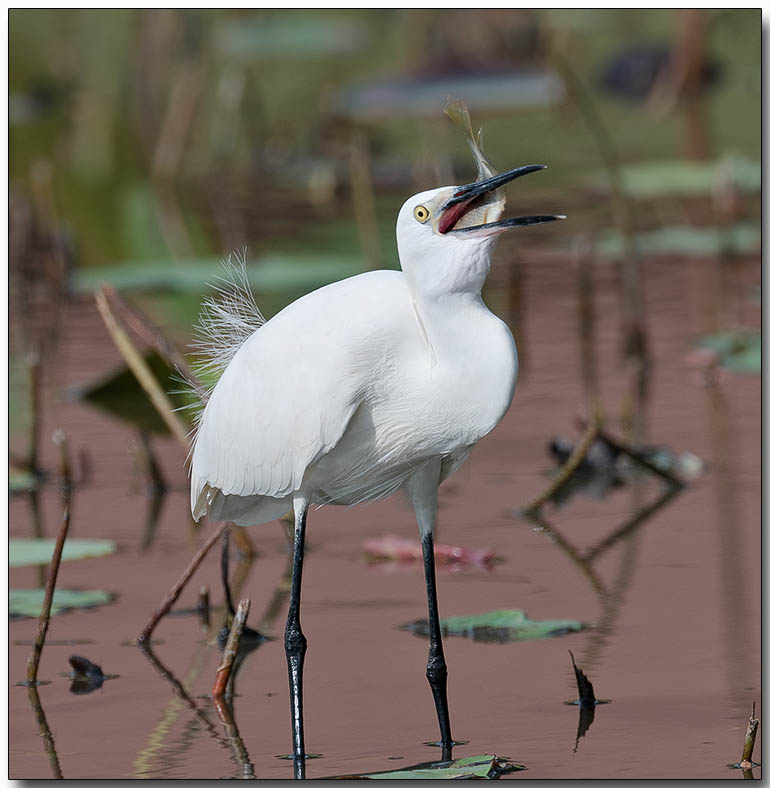 Little Egret - bird v. fish