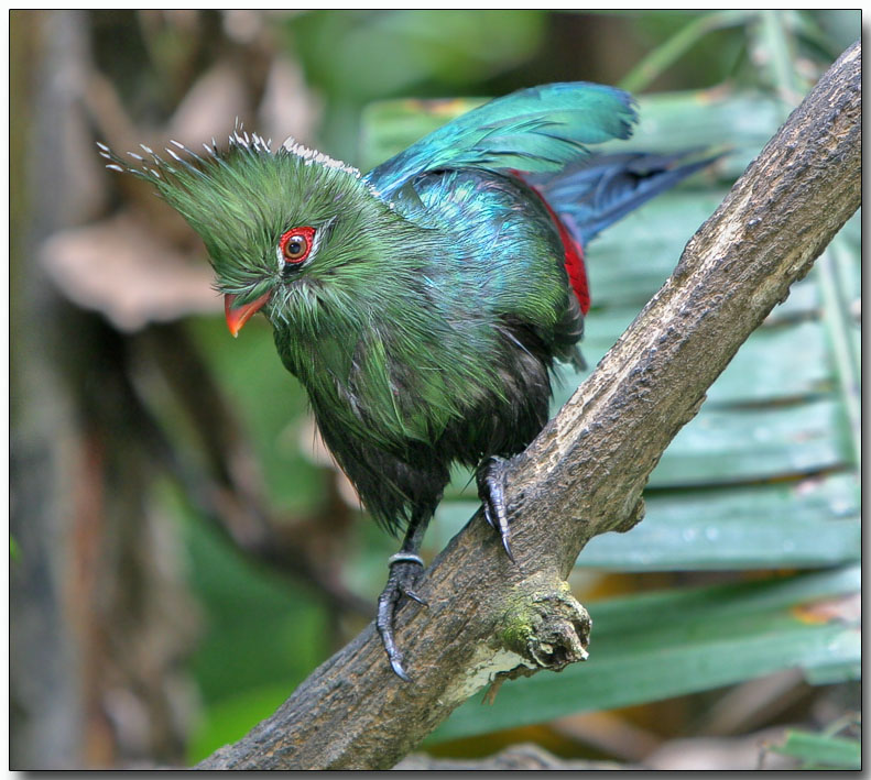 Livingston Turaco