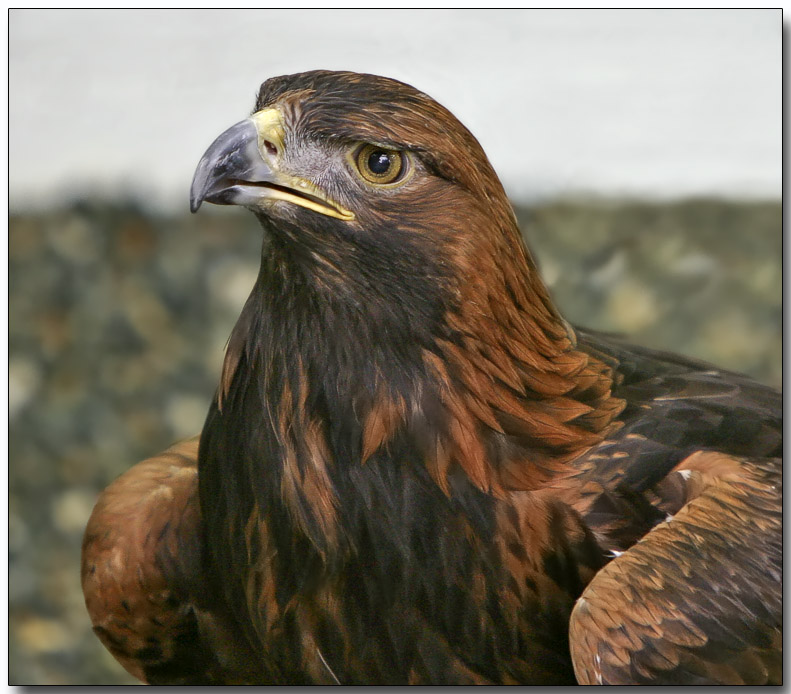 Golden Eagle