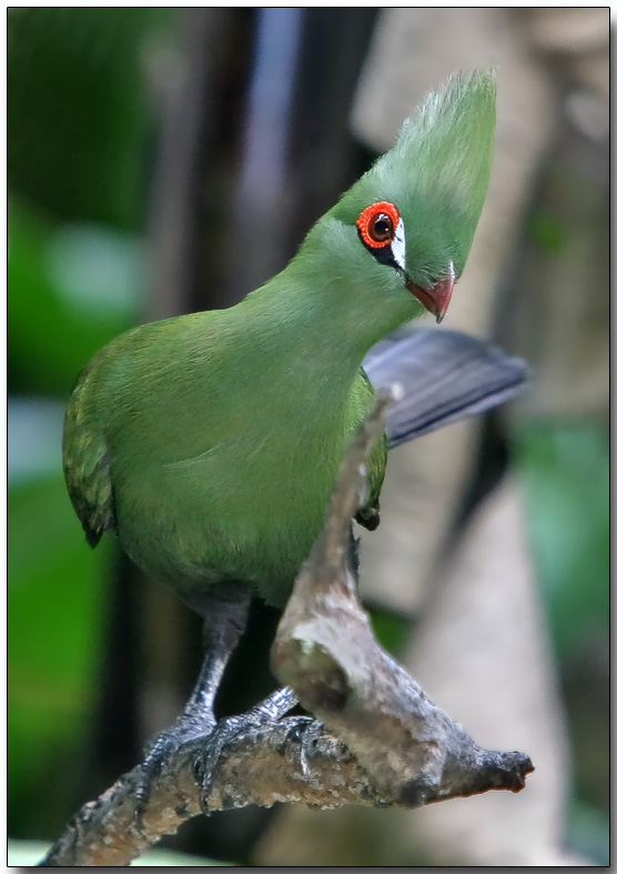 Guinea Turaco