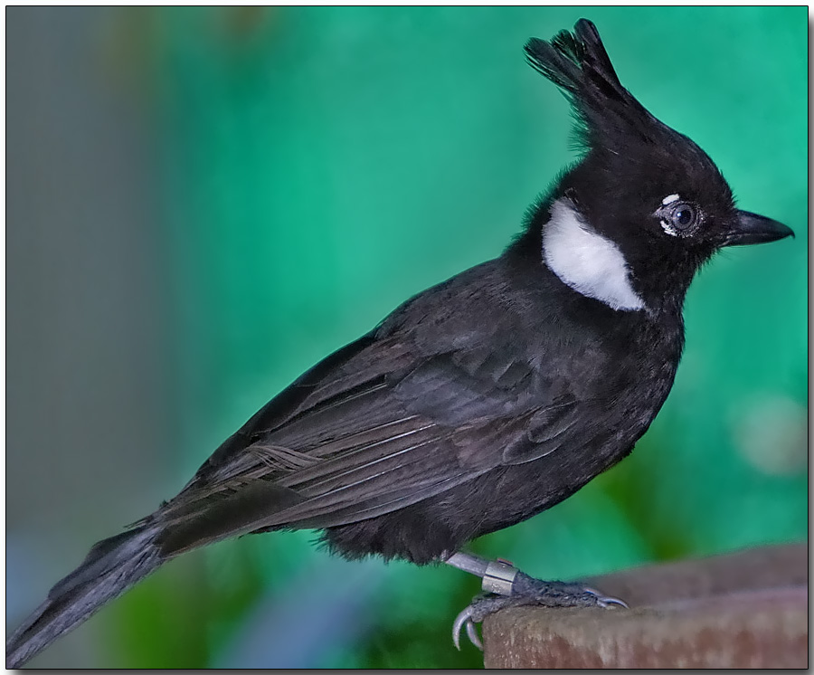 Crested Jay