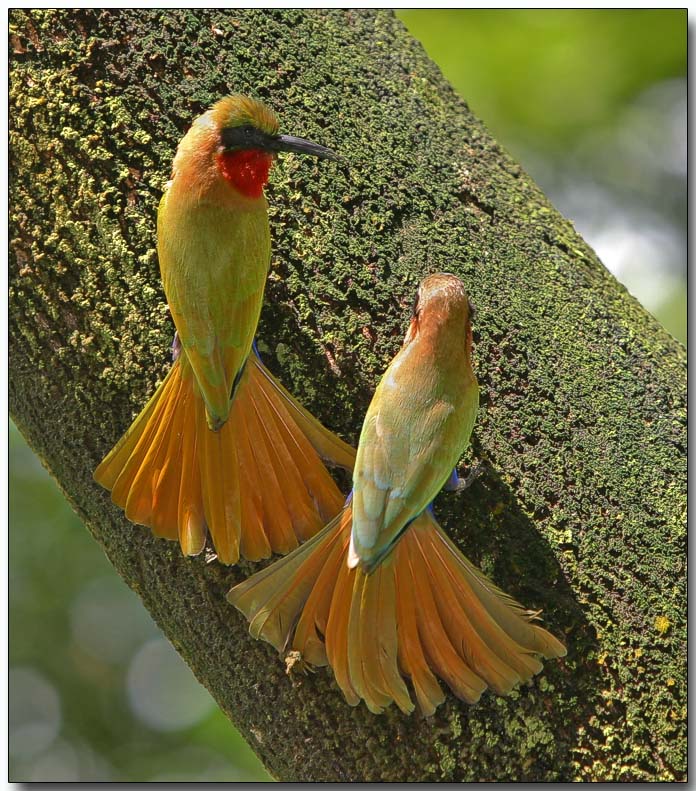 Red-throated Bee Eaters