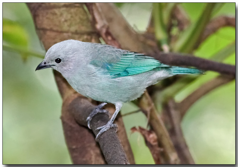 Blue-gray Tanager