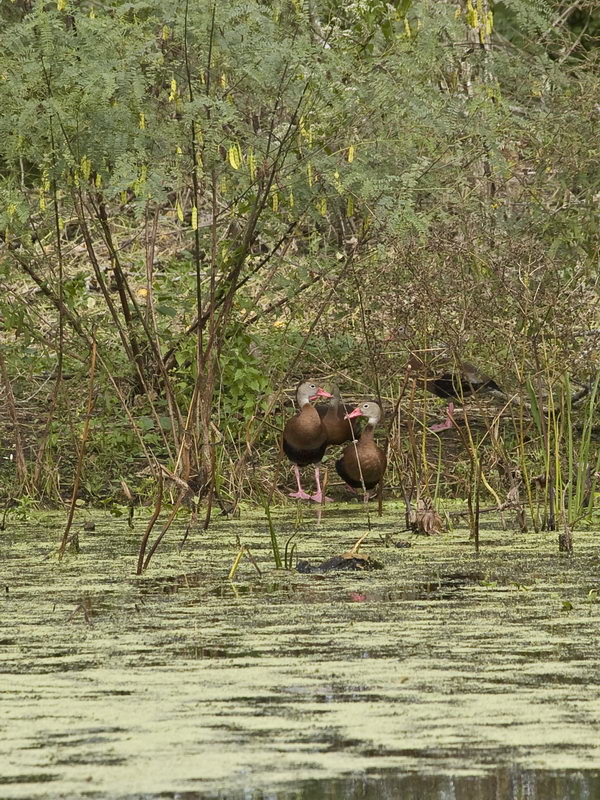 Brazos Bend State Park