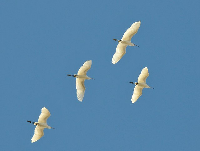122 Little Egrets.jpg